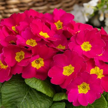 Potted Primroses - PINK - Pack of Six Plants