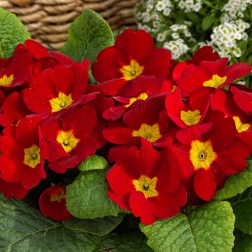 Potted Primroses - RED - Pack of Six Plants