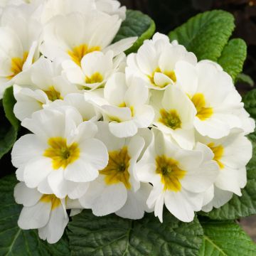 Potted Primrose - Snowy WHITE in Bud & Bloom
