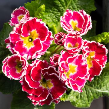 Primula Flamenco - Pink with White Edge Primula