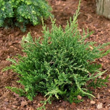 Juniperus horizontalis Prince of Wales