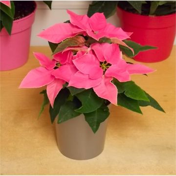 Pretty Pink Princettia - Poinsettia Plant