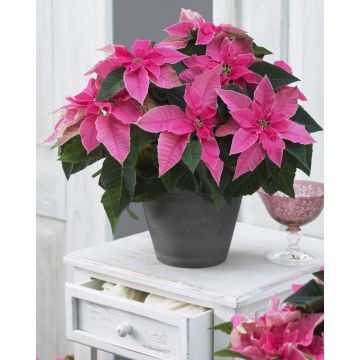 SPECIAL CHRISTMAS  DEAL - Lovely Pink Princettia Poinsettia Plant
