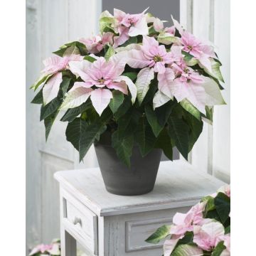 Lovely Pearl Blush Princettia - Poinsettia Plant