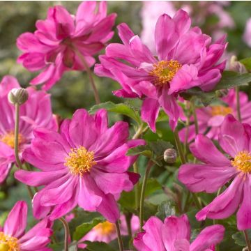 Anemone hupehensis Prinz Heinrich - Japanese Anemone - Windflower