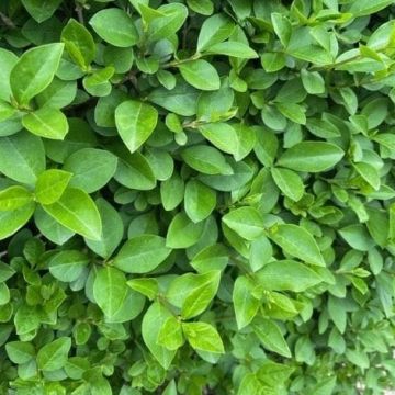 Ligustrum Ovalifolium - Privet - Bare Root Hedging 60-80cm- Pack of 12