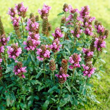 Prunella grandiflora 'Grüss aus Insernhagen'