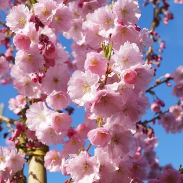 Prunus Accolade - Cherry Blossom Tree - circa 100-120cms