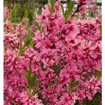 Prunus Comet - Compact Cherry Almond Shrub