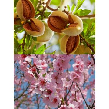 Almond Tree - Large Prunus dulcis 'Robijn'