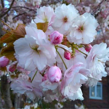 Blossom Tree - Prunus Pink Champagne  - Ichiyo Cherry Blossom Tree - 160cm