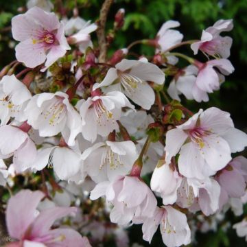 Prunus incisa Kojo-No-Mai - Fuji Cherry - Pack of THREE Plants
