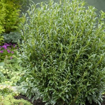 Prunus laurocerasus 'Filigrow Szofi' (Sofia) - Hardy Dwarf Evergreen Laurel
