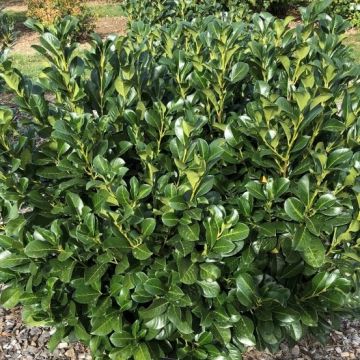 Laurel Hedging - Prunus laurocerasus ETNA Hedging Laurels - 100-120cms