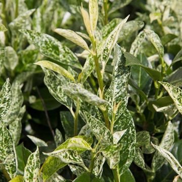 Prunus laurocerasus Ivory - Marbled White Cherry Laurel