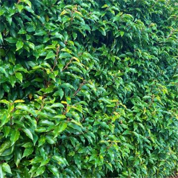 Prunus lusitanica - Evergreen Portugese Laurel - Bushy Plants for Hedging circa 100-120cms
