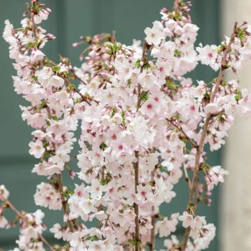 Prunus niponica Brilliant - Cherry Blossom