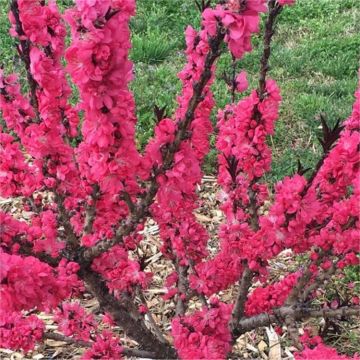 Patio Peach Tree - Prunus persica Red Peachy 