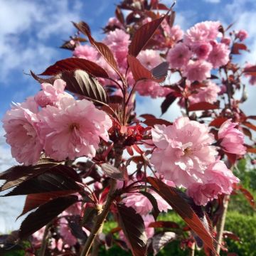 Blossom Tree - Prunus serrulata Royal Burgundy  - Purple leaf Cherry Blossom Tree -160cm 