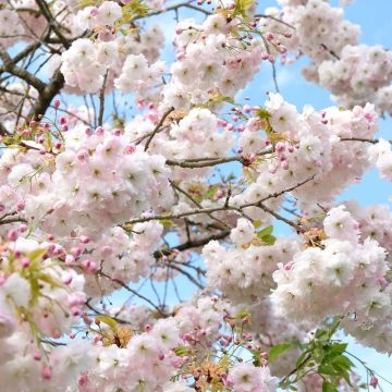 Blossom Tree - Prunus Blushing Bride  - Shōgetsu Cherry Blossom Tree - 160cm