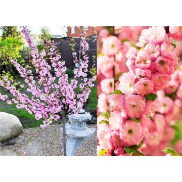 Large 5-6ft - Prunus triloba - Double Flowering Cherry-Almond TREE