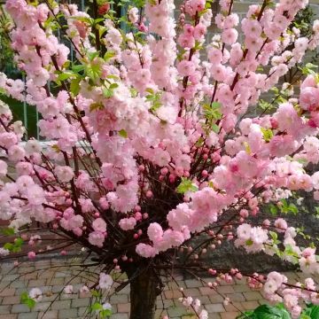 WINTER SALE - Prunus triloba - Double Flowering Cherry-Almond - LARGE 80-100cm SHRUB