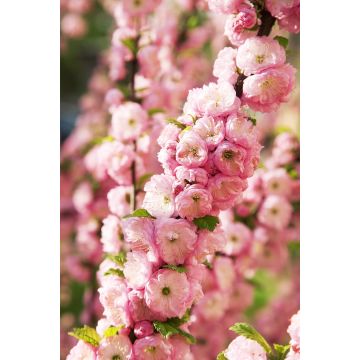 Prunus triloba - Double Flowering Cherry-Almond - LARGE 60-80cm Shrub in Bud