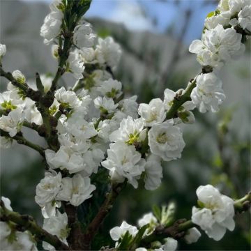 Patio Peach Tree - Prunus persica White Peachy 