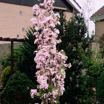Japanese Flagpole Flowering Cherry Tree - Prunus amanagawa IN BUD