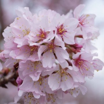 Prunus incisa Cunera - Cherry Blossom