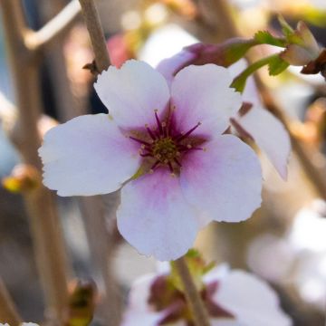 Prunus incisa 'Lotte' - Patio Fuji Cherry Tree