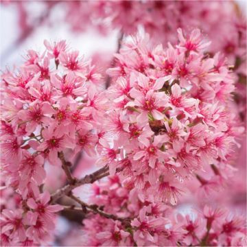 Prunus incisa 'Paean' - Fuji Cherry