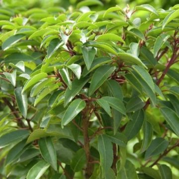 Prunus lusitanica - Evergreen Portuguese Laurel Hedging - Large 120-150cm Plants