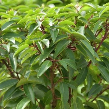 Prunus lusitanica - Evergreen Portugese Laurel - Bushy Plants for Hedging circa 100-120cms