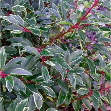 Prunus lusitanica 'Variegata' - Portuguese Laurel