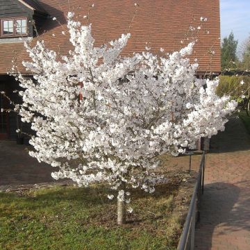 Prunus The Bride - Cherry Blossom Tree - 150cm