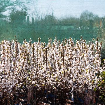 Prunus tomentosa - Manchu Cherry - In Bud & Bloom