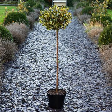 Ilex aquifolium Rubricaulis Aurea - Large Standard Holly Tree