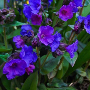 Pulmonaria Blue Ensign - Lungwort