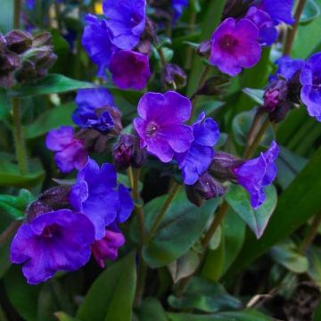 Pulmonaria Blue Ensign