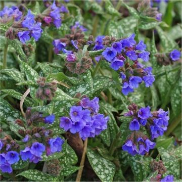 Pulmonaria 'Trevi Fountain' - Lungwort 