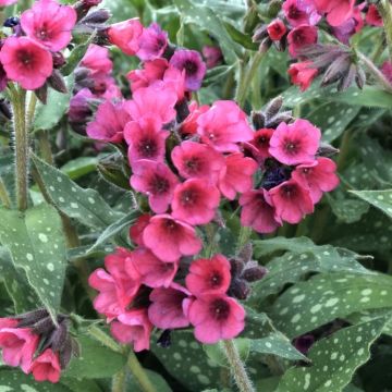Pulmonaria 'Lisa Marie'