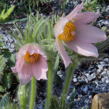 Pulsatilla vulgaris Perlen Glocke - Rare Baby Pink Pasque Flower