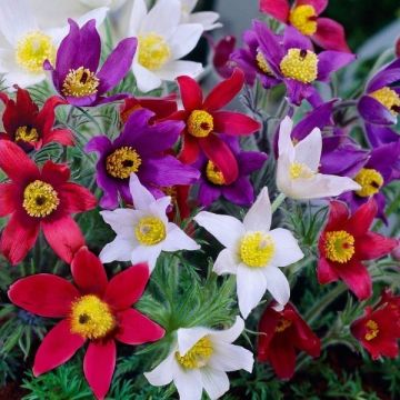 Pulsatilla vulgaris Collection - THREE assorted Pasque Flower Plants in Bud and Bloom