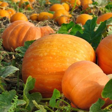 Pumpkin Plant 'Bambino'