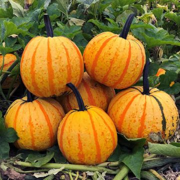 Pumpkin Plant 'Fireball F1'