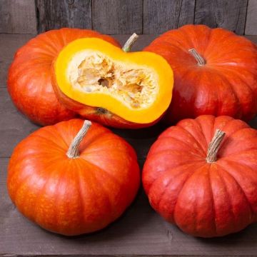 Pumpkin Rouge vif d'etampes - Cinderella Pumpkin