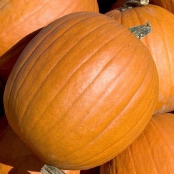 Pumpkin Plant Tom Fox 15kg - Halloween Pumpkin