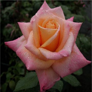 Rose Pure Delight - Bush Rose