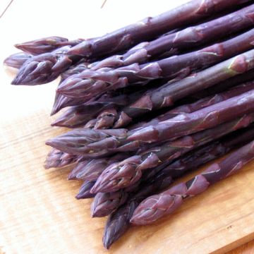 Asparagus - Pacific Purple